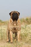 BULLMASTIFF 190